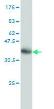 Monoclonal Anti-NISCH antibody produced in mouse clone 2C8, purified immunoglobulin, buffered aqueous solution