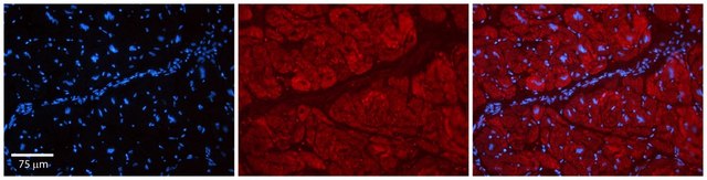 Anti-PARP16 antibody produced in rabbit affinity isolated antibody