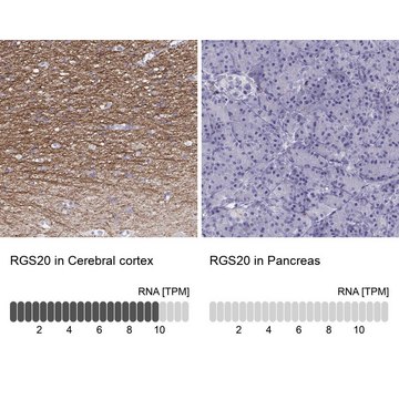 Anti-RGS20 Prestige Antibodies&#174; Powered by Atlas Antibodies, affinity isolated antibody