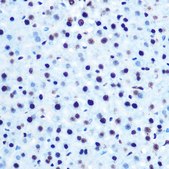 Anti-Phospho-IRS1-S612 antibody produced in rabbit