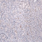 Monoclonal Anti-Prox1 Antibody Produced In Mouse Prestige Antibodies&#174; Powered by Atlas Antibodies, clone CL13472, affinity isolated antibody, buffered aqueous glycerol solution