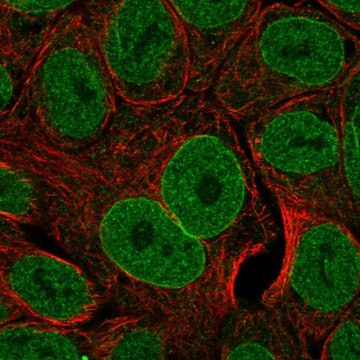 Anti-TNFSF15 antibody produced in rabbit Prestige Antibodies&#174; Powered by Atlas Antibodies, affinity isolated antibody