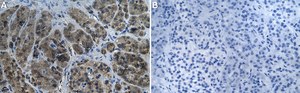 Anti-TRIM25 Antibody, clone 1B8 ZooMAb&#174; Rabbit Monoclonal recombinant, expressed in HEK 293 cells