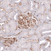 Monoclonal Anti-Cd34 Antibody Produced In Mouse Prestige Antibodies&#174; Powered by Atlas Antibodies, clone CL14579, affinity isolated antibody, buffered aqueous glycerol solution