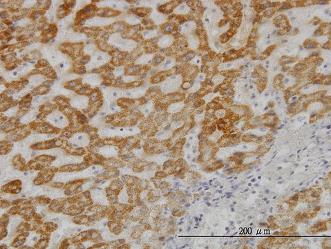 Monoclonal Anti-UBE2G2 antibody produced in mouse clone 5E1, purified immunoglobulin, buffered aqueous solution