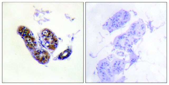 Anti-MITF antibody produced in rabbit affinity isolated antibody