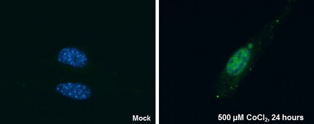 Monoclonal Anti-HIF2 alpha antibody produced in mouse clone GT125, affinity isolated antibody