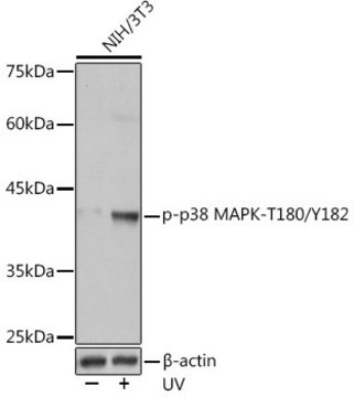 Anti-Phospho-p38 MAPK-T180/Y182 antibody produced in rabbit