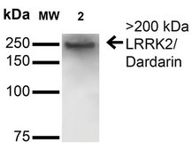 Monoclonal Anti-Atf4 - Atto 488 antibody produced in mouse clone S360A-24, purified immunoglobulin