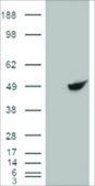 Anti-BHMT antibody produced in goat affinity isolated antibody, buffered aqueous solution