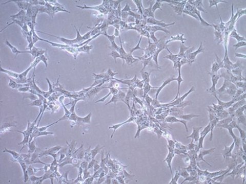 GT1-7 Mouse Hypothalamic GnRH Neuronal Cell Line GT1-7 cells can be used as an in vitro model of GnRH-secreting neurons of the hypothalamus.