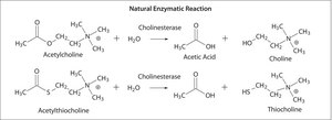 Acetylcholinesterase human recombinant, expressed in HEK 293 cells, lyophilized powder, &#8805;1,000&#160;units/mg protein (Lowry)