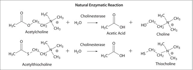 Acetylcholinesterase from Electrophorus electricus (electric eel) Type VI-S, lyophilized powder, 200-1,000&#160;units/mg protein