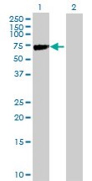 Anti-KLHL2 antibody produced in mouse purified immunoglobulin, buffered aqueous solution