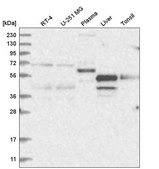 Anti-NR2C1 antibody produced in rabbit Prestige Antibodies&#174; Powered by Atlas Antibodies, affinity isolated antibody