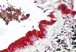 Anti-MXI1 antibody produced in rabbit affinity isolated antibody