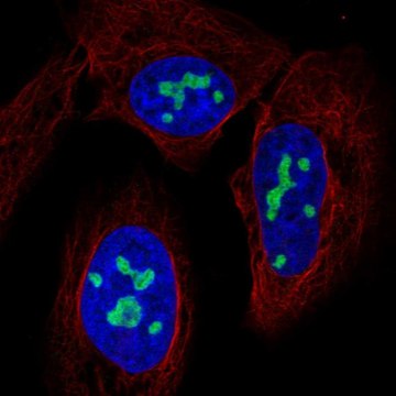 Anti-NAT10 antibody produced in rabbit Prestige Antibodies&#174; Powered by Atlas Antibodies, affinity isolated antibody