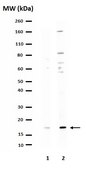 Anticorps anti-caspase-3, forme active (clivée) Chemicon&#174;, from rabbit