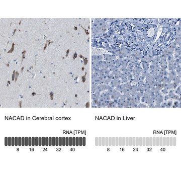 Anti-NACAD antibody produced in rabbit Prestige Antibodies&#174; Powered by Atlas Antibodies, affinity isolated antibody, buffered aqueous glycerol solution