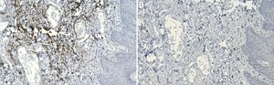 Anti-Elastin Antibody, clone 10B8 ZooMAb&#174; Mouse Monoclonal recombinant, expressed in HEK 293 cells