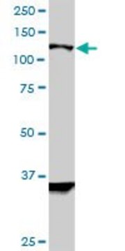 Monoclonal Anti-HIP1R antibody produced in mouse clone 3E10, ascites fluid