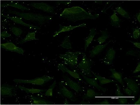 Monoclonal Anti-CCL17, (C-terminal) antibody produced in mouse clone 1F11, purified immunoglobulin, buffered aqueous solution