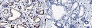 Anti-GM130 Antibody, clone 2M19 ZooMAb&#174; Rabbit Monoclonal recombinant, expressed in HEK 293 cells