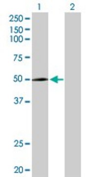 Anti-CYP2R1 antibody produced in rabbit purified immunoglobulin, buffered aqueous solution