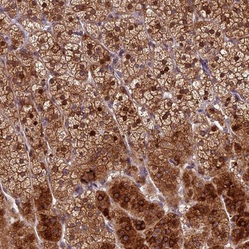 Anti-CCSER1 antibody produced in rabbit Prestige Antibodies&#174; Powered by Atlas Antibodies, affinity isolated antibody, buffered aqueous glycerol solution