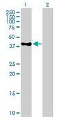 Anti-POLE antibody produced in mouse IgG fraction of antiserum, buffered aqueous solution