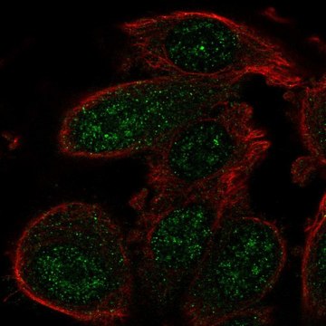 Anti-GADD45A antibody produced in rabbit Prestige Antibodies&#174; Powered by Atlas Antibodies, affinity isolated antibody