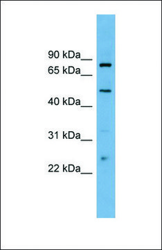 Anti-TFEB antibody produced in rabbit affinity isolated antibody