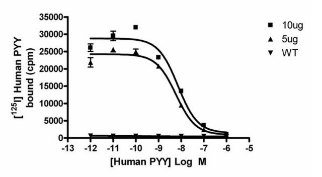 ChemiSCREEN Human Y 2 Neuropeptide Receptor Membrane Preparation Human Y2 GPCR membrane preparation for Radioligand binding Assays &amp; GTP&#947;S binding.