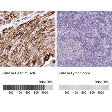 Anti-PAM antibody produced in rabbit Prestige Antibodies&#174; Powered by Atlas Antibodies, affinity isolated antibody, buffered aqueous glycerol solution