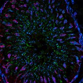 Anti-Chicken IgY (H+L), highly cross-adsorbed, CF&#8482; 488A antibody produced in goat ~2&#160;mg/mL, affinity isolated antibody