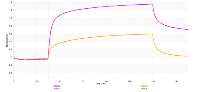 Anti-ZIP14 Antibody, clone 2J18 ZooMAb&#174; Rabbit Monoclonal recombinant, expressed in HEK 293 cells