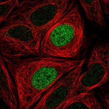 Anti-PHLDB1 antibody produced in rabbit Prestige Antibodies&#174; Powered by Atlas Antibodies, affinity isolated antibody