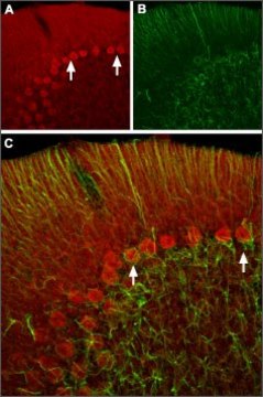 Anti-Hyperpolarization-Activated Cation Channel HCN2 antibody produced in rabbit affinity isolated antibody, lyophilized powder