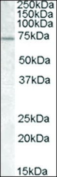 Anti-FMR1 antibody produced in goat affinity isolated antibody, buffered aqueous solution