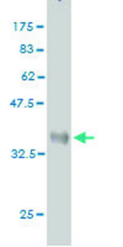 ANTI-ULK2 antibody produced in mouse clone 8G3, purified immunoglobulin, buffered aqueous solution