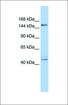 Anti-ADNP antibody produced in rabbit affinity isolated antibody