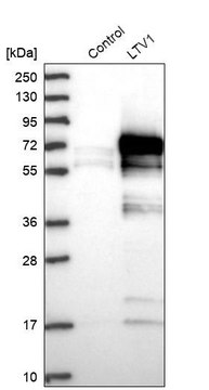 Anti-LTV1 antibody produced in rabbit Prestige Antibodies&#174; Powered by Atlas Antibodies, affinity isolated antibody, buffered aqueous glycerol solution, ab3
