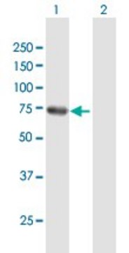 Anti-RHOT2 antibody produced in mouse purified immunoglobulin, buffered aqueous solution