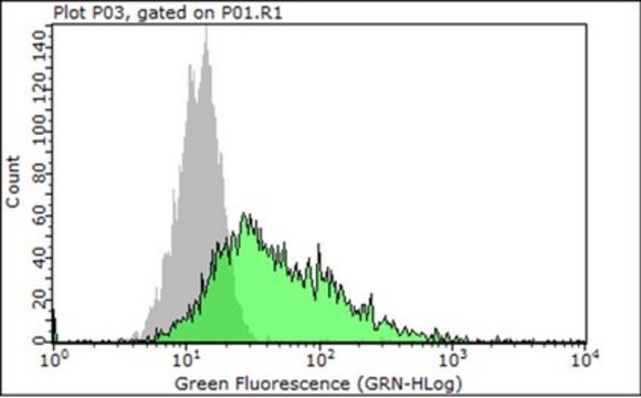 Anti-Integrin &#946;1 Antibody, clone P5D2 clone P5D2, Chemicon&#174;, from mouse