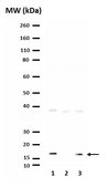 Anti-trimethyl-Histone H3 (Lys9) Antibody Upstate&#174;, from rabbit