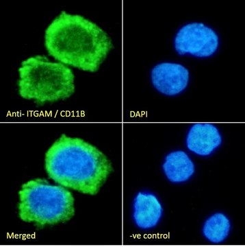 Anti-ITGAM antibody produced in goat affinity isolated antibody, buffered aqueous solution