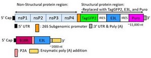 TagGFP2 Simplicon&#174; RNA (E3L) Kit To determine optimal transfection conditions to express the self-replicating RNA of your interest through using Simplicon&#174; Cloning Vector (E3L) (Part #:SCR724) in hard-to- transfect somatic or primary cells
