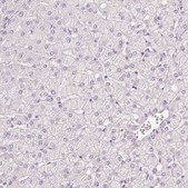 Anti-MUC5AC antibody produced in rabbit Prestige Antibodies&#174; Powered by Atlas Antibodies, affinity isolated antibody, buffered aqueous glycerol solution