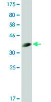 Monoclonal Anti-CLK3 antibody produced in mouse clone 3C11, ascites fluid, solution