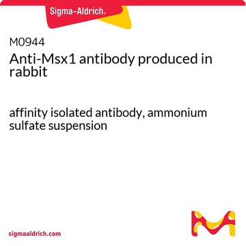 Anti-Msx1 antibody produced in rabbit affinity isolated antibody, ammonium sulfate suspension